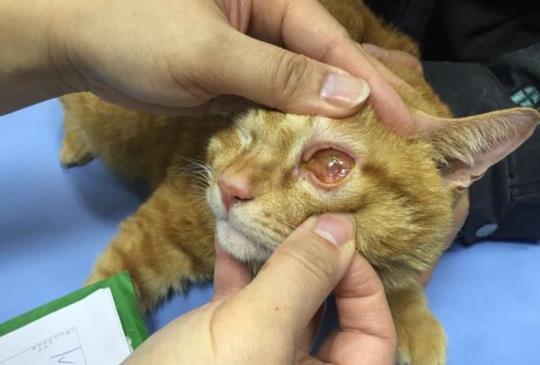 【寵物診療室】貓咪眼睛紅紅 第一件要做的事不是看醫生！請先....
